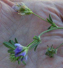 Medicago sativa sativa