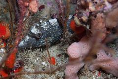 Cantherhines fronticinctus