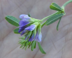Medicago sativa sativa