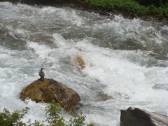 Merganetta armata armata