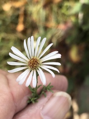 Symphyotrichum bracteolatum