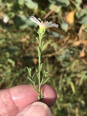Symphyotrichum bracteolatum