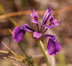 Moraea incurva