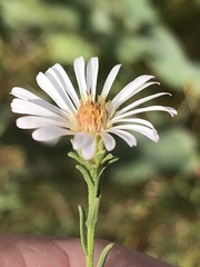 Symphyotrichum bracteolatum