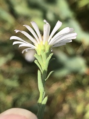 Symphyotrichum bracteolatum