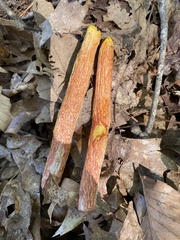 Aureoboletus betula