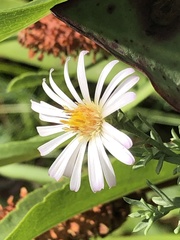 Symphyotrichum bracteolatum