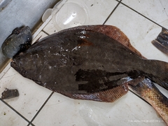 Paralichthys orbignyanus