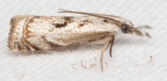 Microcrambus kimballi