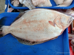 Paralichthys orbignyanus