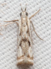 Microcrambus kimballi