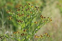 Helenium microcephalum