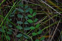 Indigofera brendae