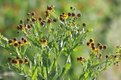 Helenium microcephalum