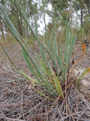 Limonium longifolium