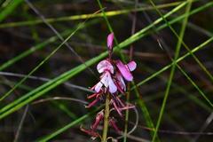 Indigofera brendae