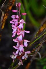 Indigofera brendae