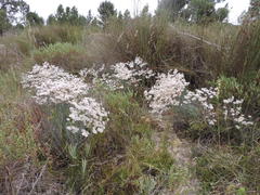 Limonium longifolium
