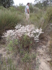Limonium longifolium