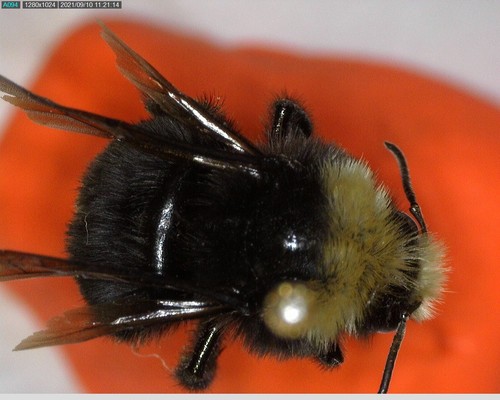 iNaturalist observation photo of Yellow-faced Bumble Bee