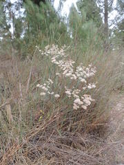 Limonium longifolium
