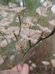 Limonium longifolium