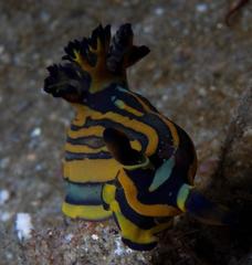 Tambja affinis