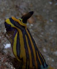 Tambja affinis