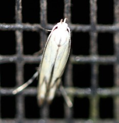 Thiotricha acronipha