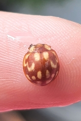 Neocalvia cayennensis