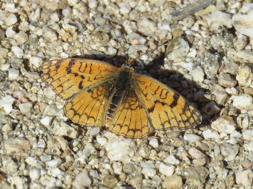 Sagebrush Checkerspot