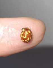 Neocalvia cayennensis