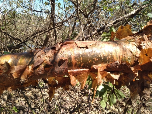 Commiphora harveyi