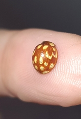 Neocalvia cayennensis