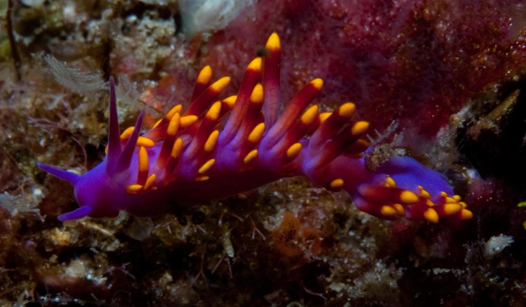 drab aeolid