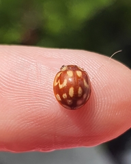 Neocalvia cayennensis