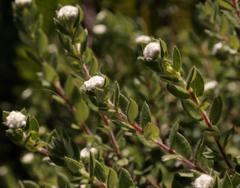 Phylica nervosa