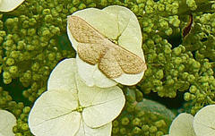 Lepidoptera