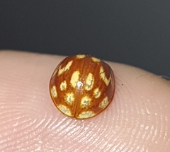 Neocalvia cayennensis