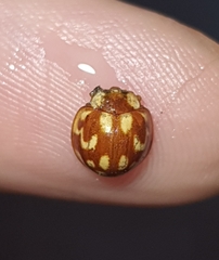 Neocalvia cayennensis