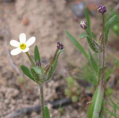 Zaluzianskya pusilla