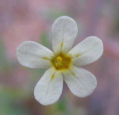 Zaluzianskya pusilla