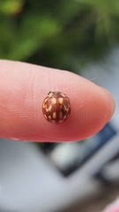 Neocalvia cayennensis