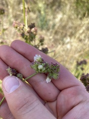 Mirabilis hirsuta