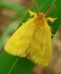 Lepidoptera