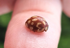 Neocalvia cayennensis