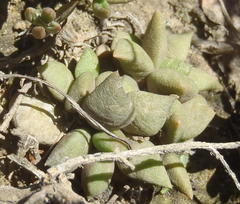 Anacampseros telephiastrum