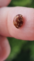 Neocalvia cayennensis