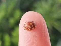 Neocalvia cayennensis