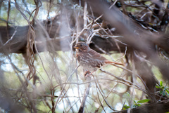 Passerella iliaca iliaca